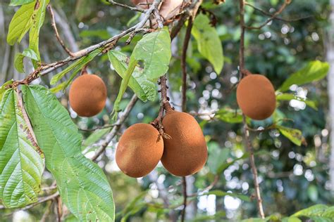 Fruits Of The Amazon Parimatch